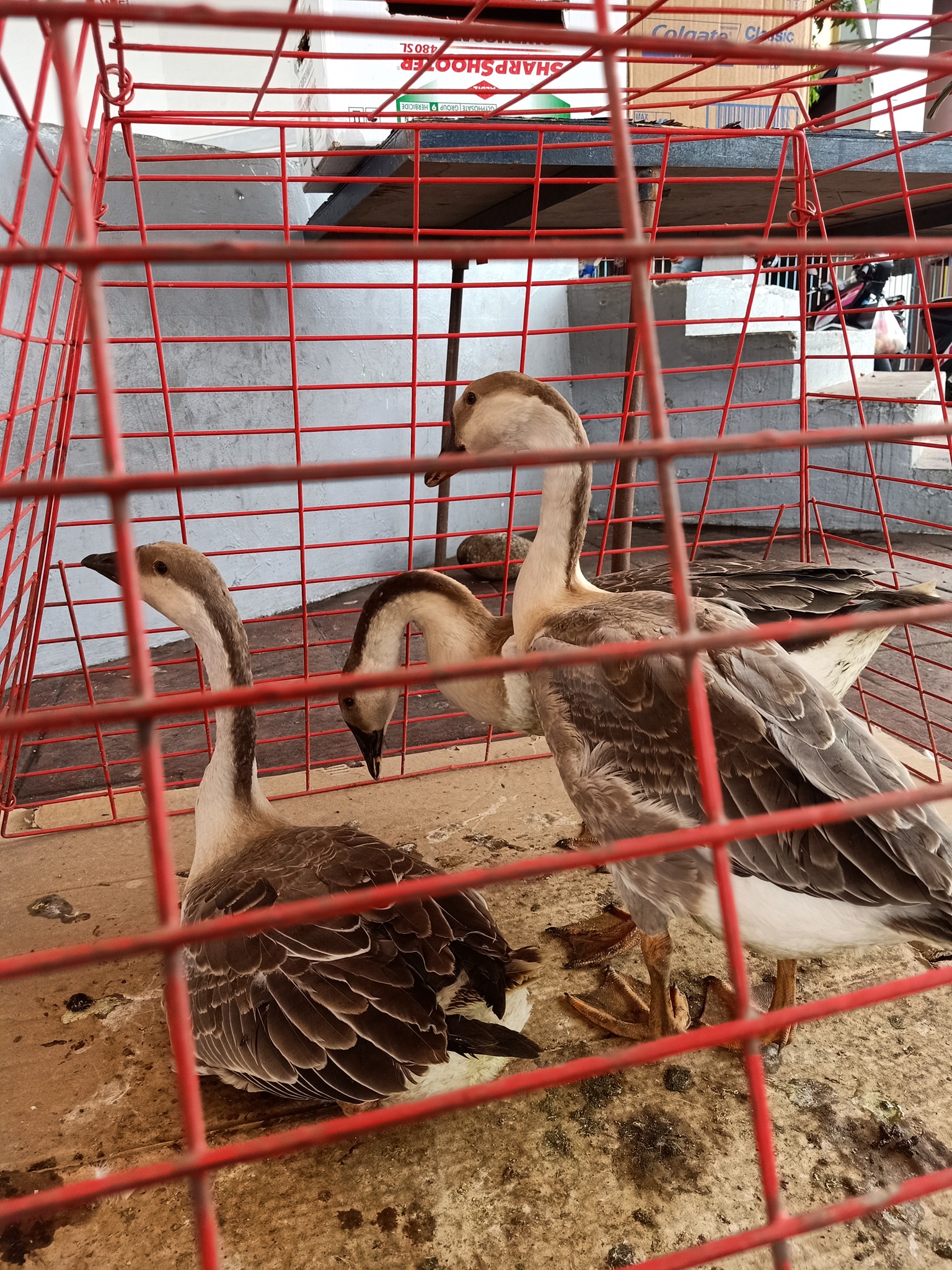 KADIWA NG PANGULO para sa mga Zambaleños Program